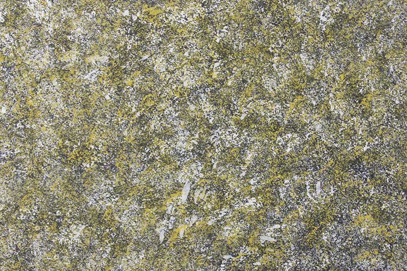 玉龙深秋白桦林